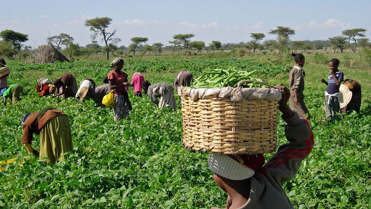 Rolnictwo żarowo Odłogowe W Afryce Afryka | Geografia24.pl