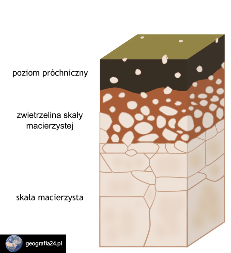 Systematyka Gleb Geografia24 Pl