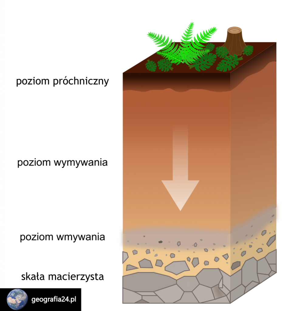 Systematyka Gleb Geografia24pl 4694