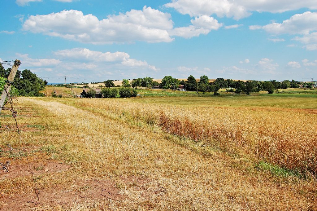 Rolnictwo Danii i Węgier | Geografia24.pl